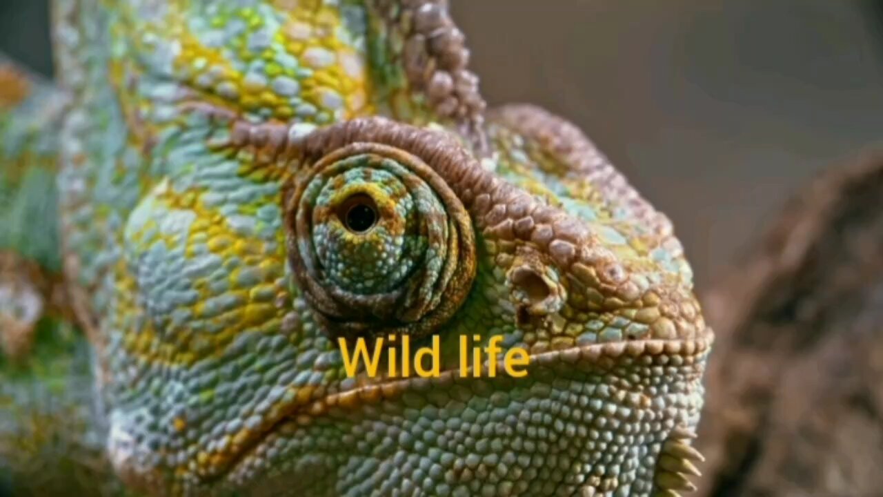 Wonderful Wildlife