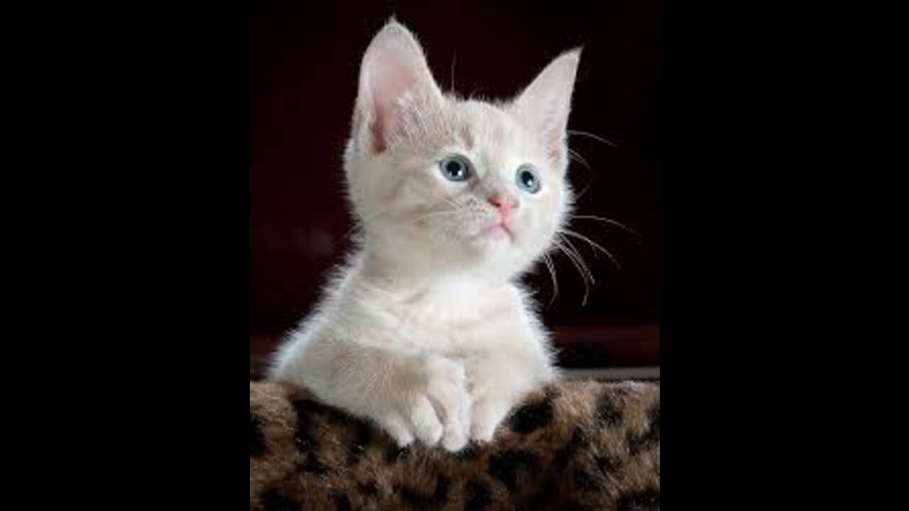Cute and fluffy cat