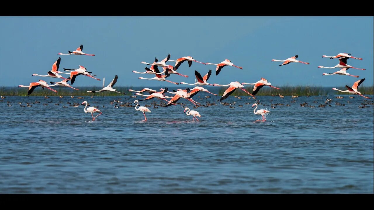 Chilika Lake , Odisha