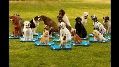 Basic dog training video dog training video dog training top 10 Essential video dog