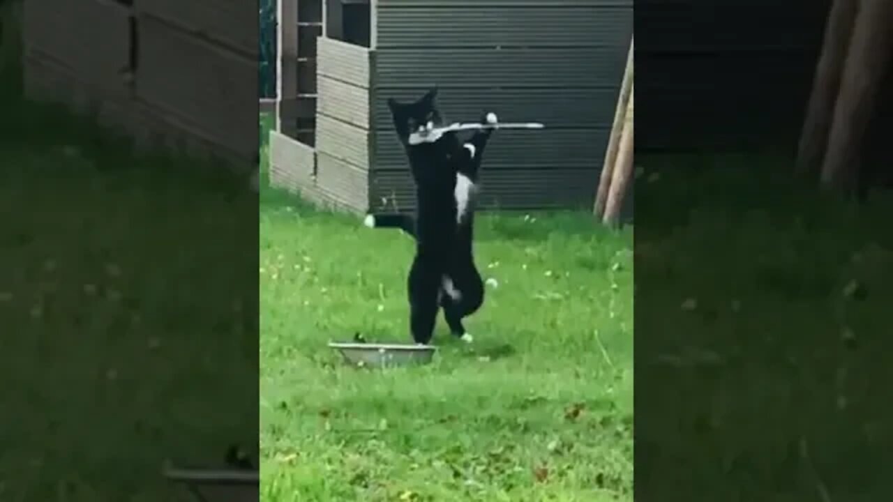 Cat standing on her hind legs plays fiddle with a feather #shorts