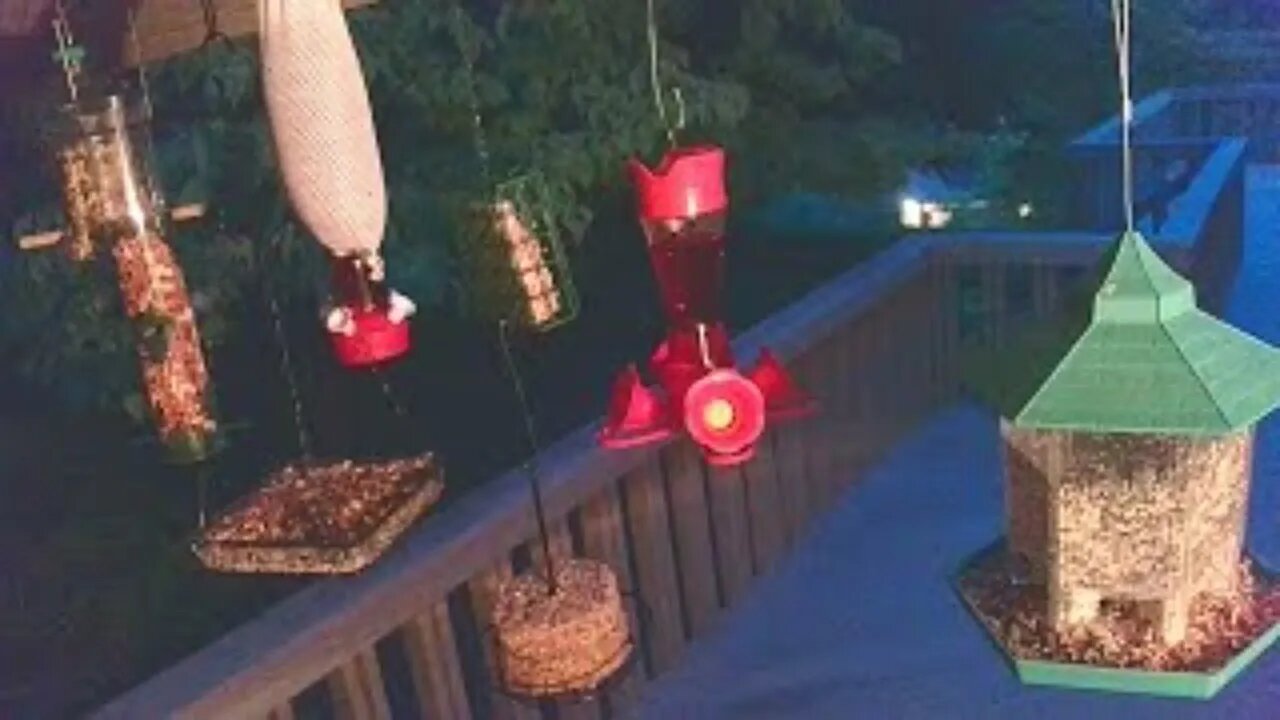 Live Bird Feeder Sept 6 2021 "Frogs All night" Asheville NC. In the mountains.