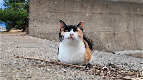 A calico cat on the beach happily climbed onto my lap when I stroked it