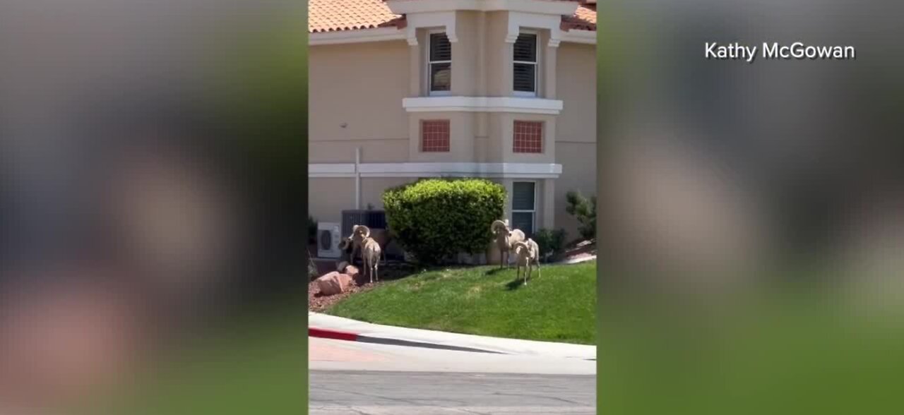 Bighorn sheep spotted in Boulder City neighborhood