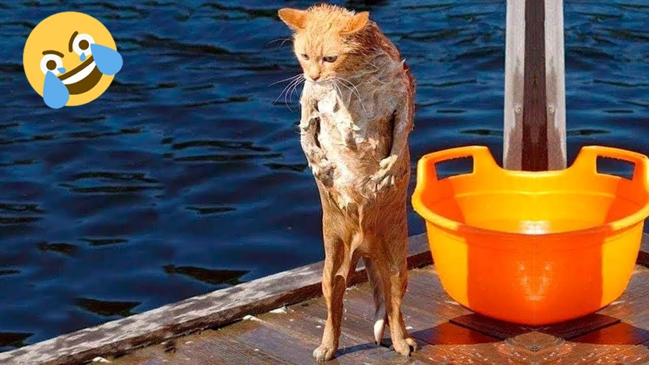 funny💞 cats videos🐱😂