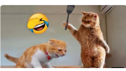 Try Not To Laugh 🤪 Funniest Cat Moment 🥴 Funny Cats For Kids 1