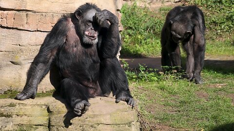 Chimpanzees ape primate free stock video