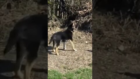 rooster vs dog