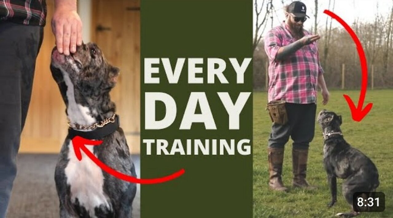 5 Dog Training Exercises You Should Do EVERY DAY At Home!