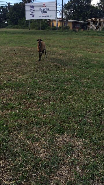 GOAT WANTS THE SMOKE