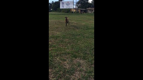 GOAT WANTS THE SMOKE