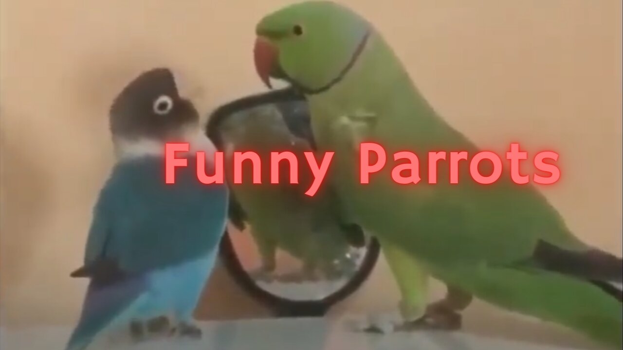 Funny Parrots Videos / cute moment of the BIRDS / Cutest Parrots 2021