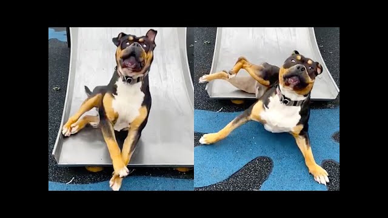 FUNNY99TEAM | DOG FALLS DOWN SLIDE 😂 🐶 | FUNNY DOGS