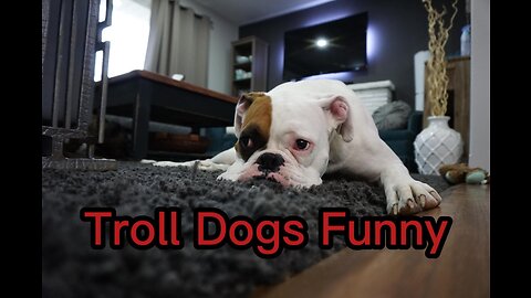 Troll Dogs Funny