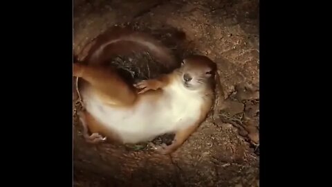 Inside A Squirrel’s Nest