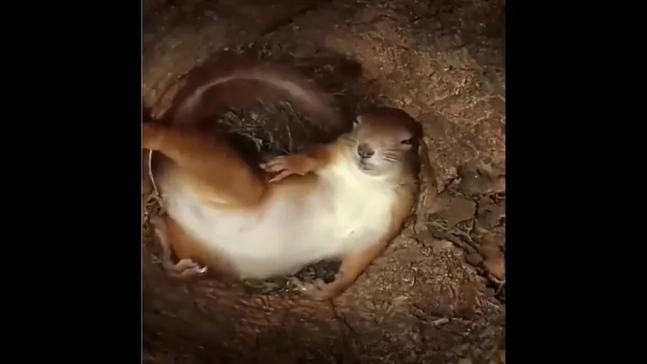 Inside A Squirrel’s Nest