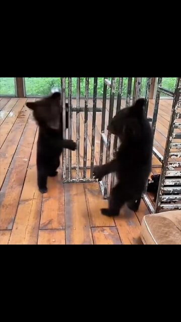 ### Title: Plush Pandemonium: The Hilarious Teddy Bear Tussle