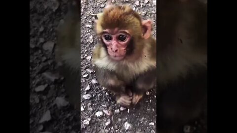 anak monyet