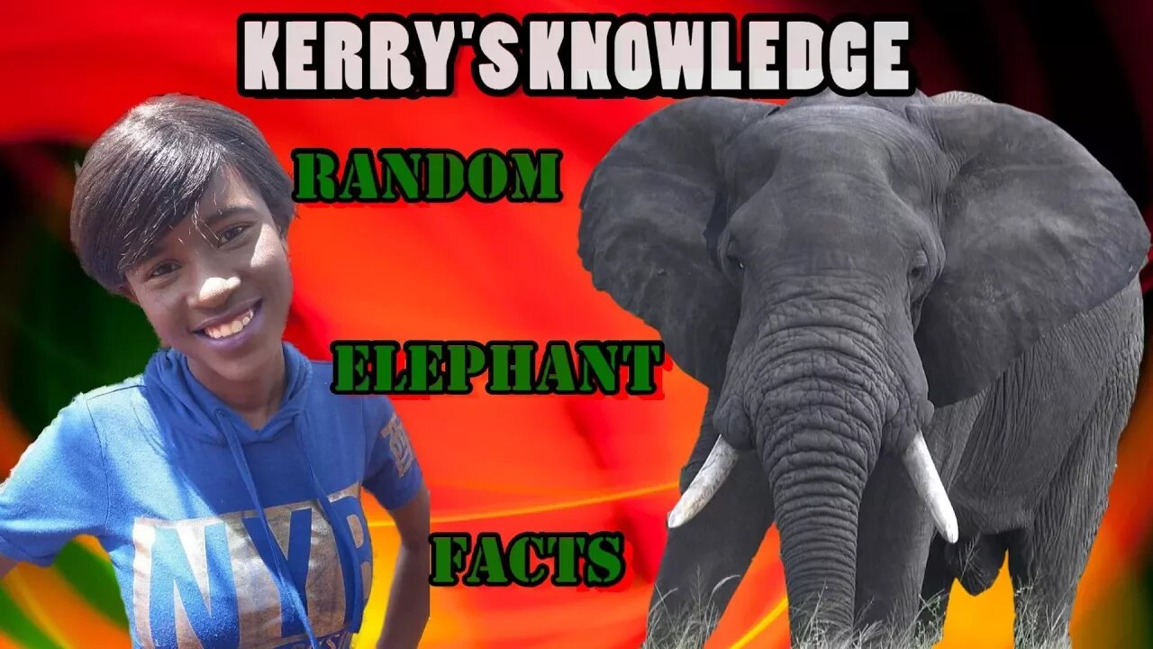 Random Elephant Facts | Kerry's Knowledge