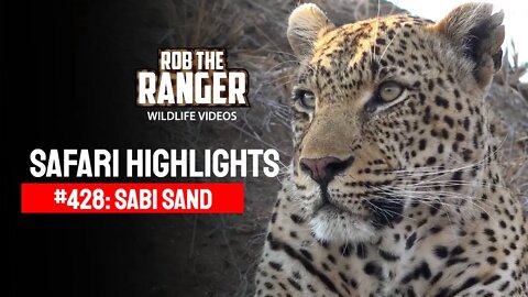 Safari Highlights #428: 19 - 23 August 2016 | Sabi Sand Wildtuin | Latest Wildlife Sightings