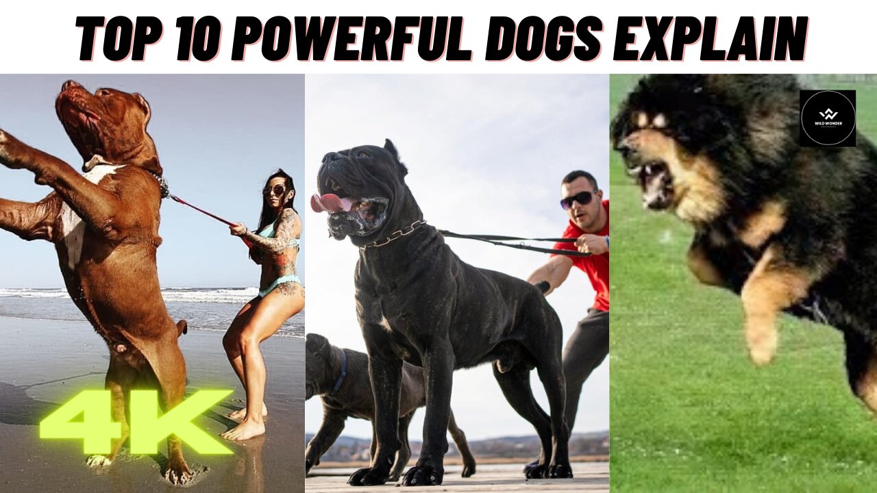 Unleashing The Power😱 The Top Ten Dangerous😰 Dogs Uncovered