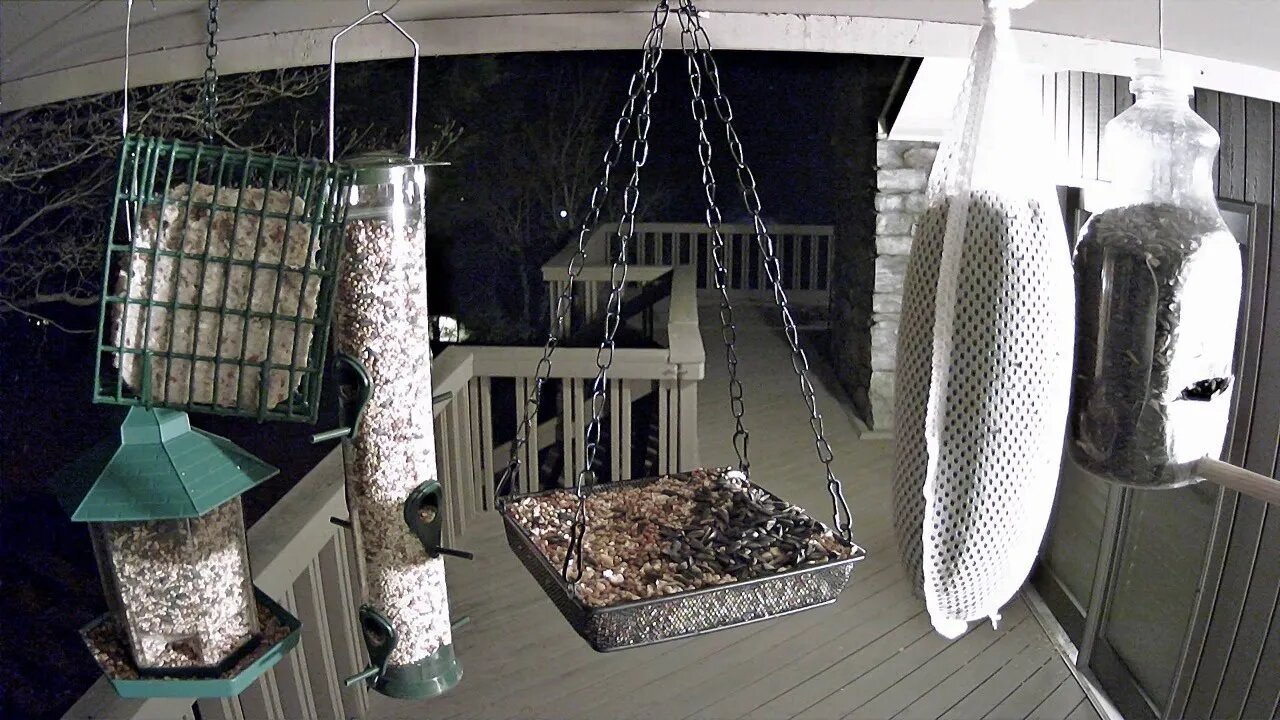 Live Stream Bird Feeder in Ashville NC