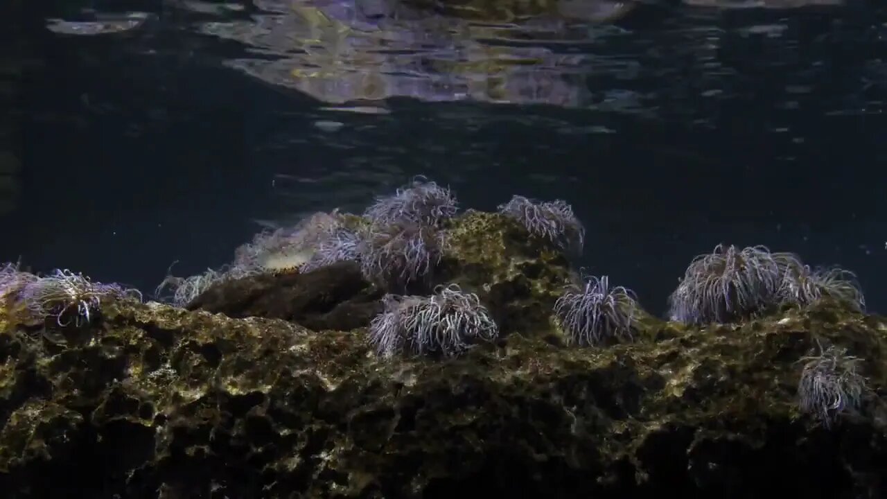 Corals And Reef In The Aquarium Of Barcelona Spain