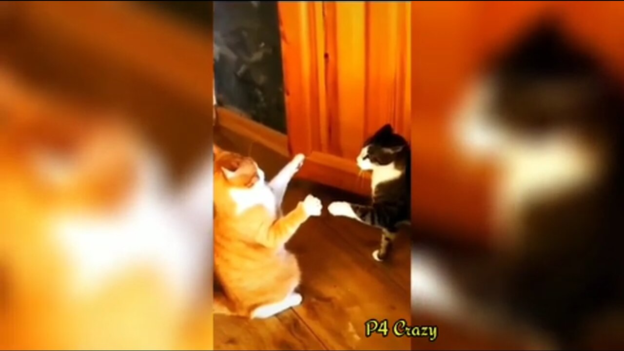 Top Funny animals videos funniest cats viral videos 😂