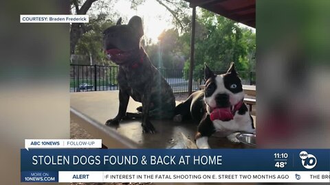 2 stolen dogs reunited with owner