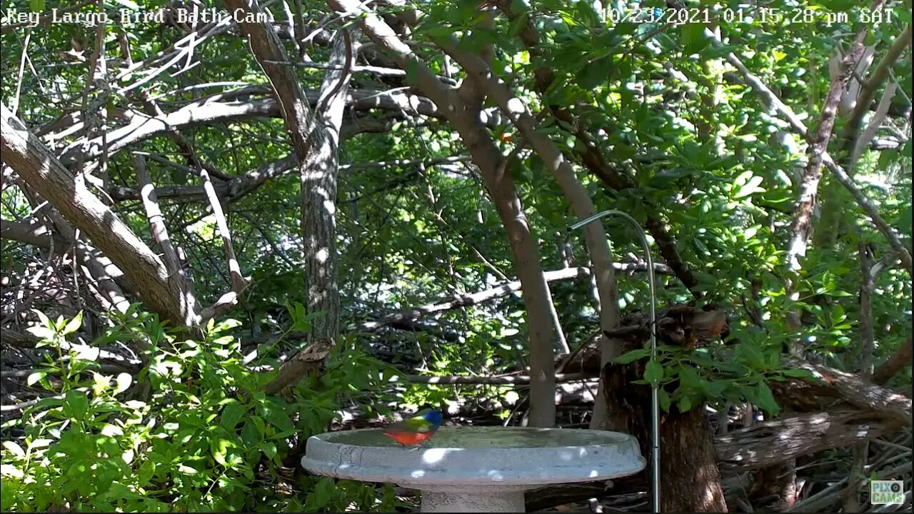 Male Painted Bunting Returns!