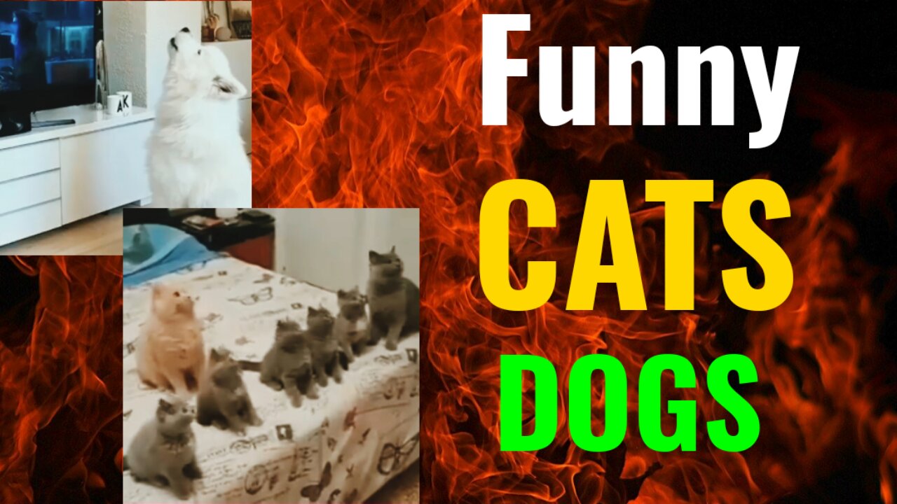 Funny Cat Dogs Animals Viral Videos😊😊😊 #Funny #cat #dog