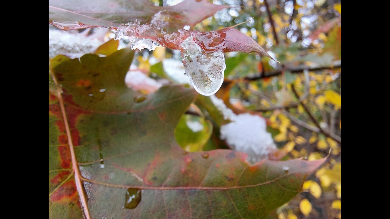 Slow-Mo Fall Snow