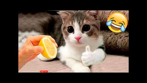 Funny Animal Videos 2023 😂 - Funniest Dogs And Cats Videos 😺😍#3