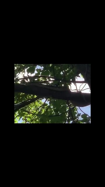 A 10 foot snake (python) seeking refuge from extreme bushfires, followed by flash flooding