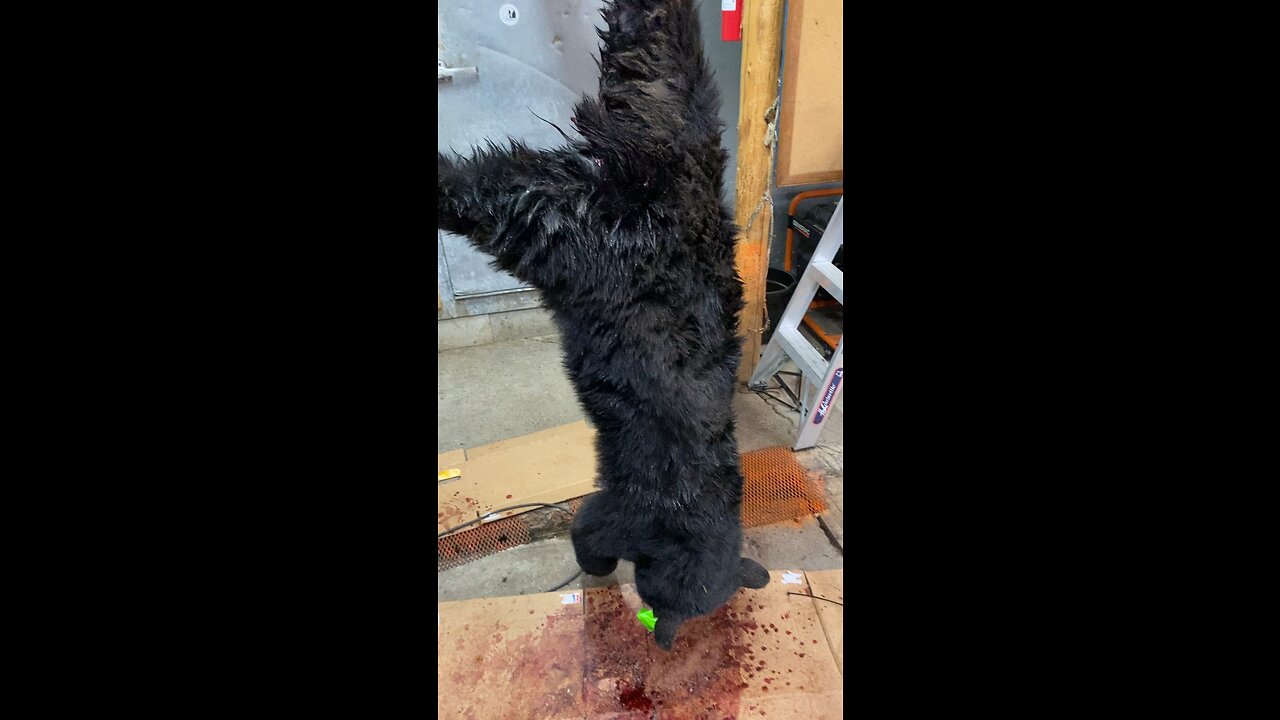 Bear number 6