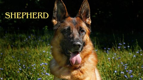 Shepherd Dog Breeds Discover the Top Picks for Loyalty, Intelligence, and Agility| Dog Lover's