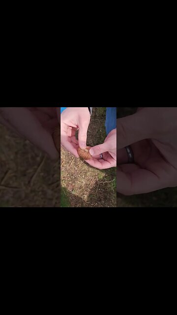 ✔️Do THIS Before Planting Your Bulbs This Spring 💪🏼 #shorts