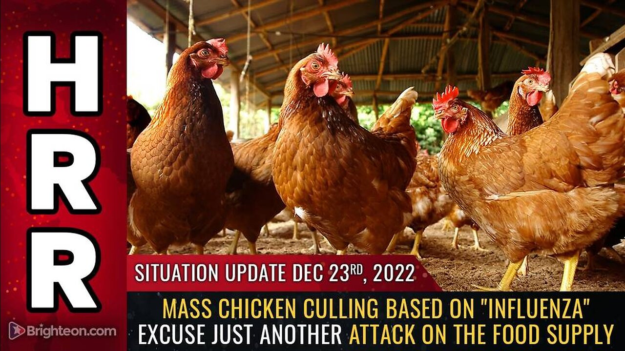 Mike Adams Situation Update, Dec 23, 2022 - Mass chicken culling based on "influenza" excuse just another attack on the FOOD SUPPLY - Natural News