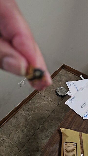 Rare blue/white eyed cicada