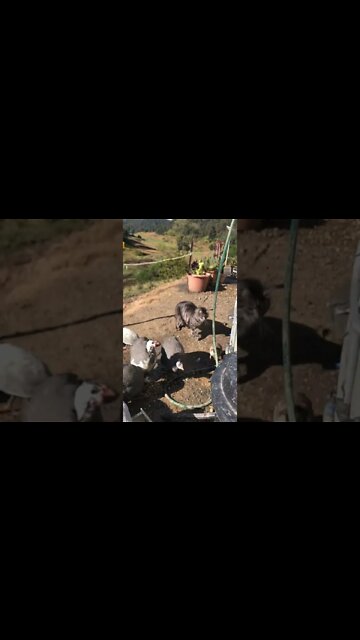 Baby bird jumps in front of cat!!