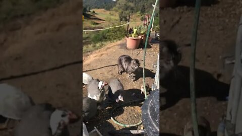 Baby bird jumps in front of cat!!