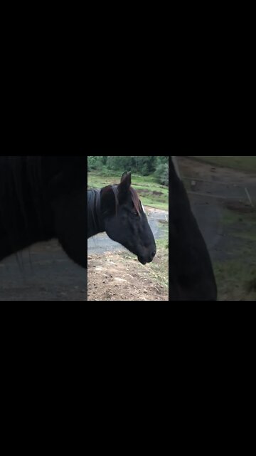 Cleo still looks sad since Penny died