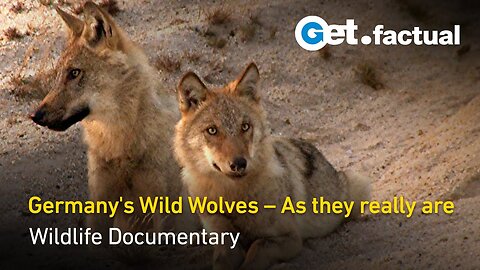 Germany's Wild Wolves: As they really are | Full Documentary