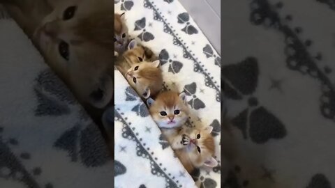 funny cat videos | cute cat videos| cute animals funny cats #shorts #shortsfunny #cutecat #funnycat