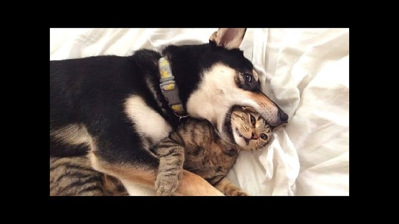 Funny animals - Funny cats dogs - Funny animal videos #