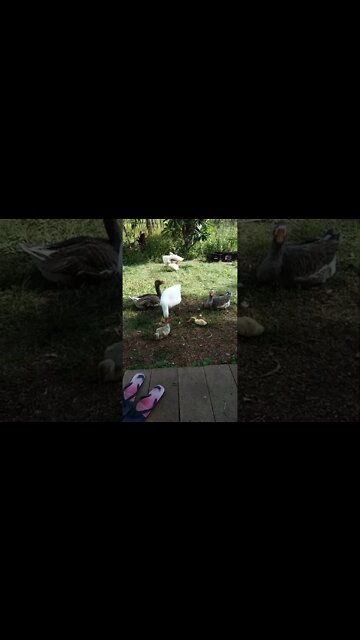 Keeping an eye on the Gosling