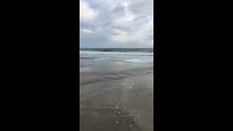 Ocean beauty