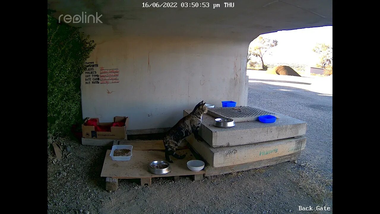 Ninja 1 watching mum coming with food