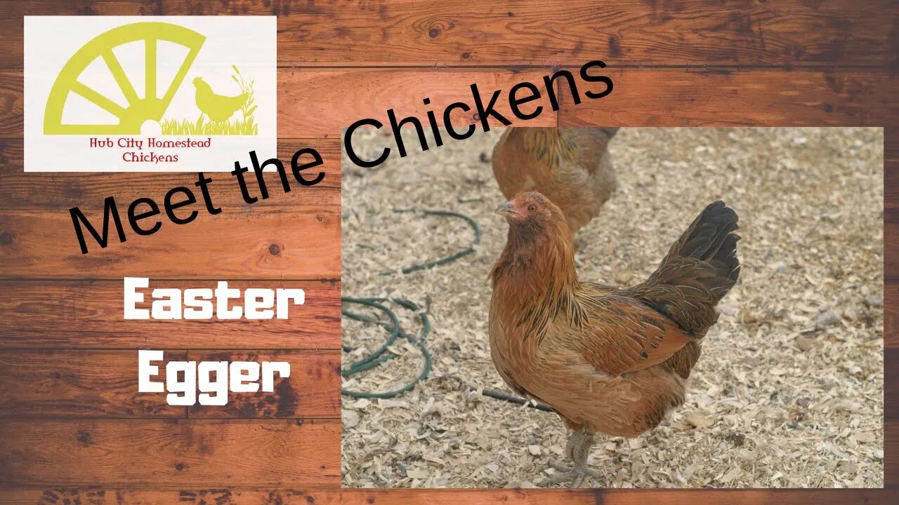 Meet the Chickens, Ep. 2, Easter Eggers