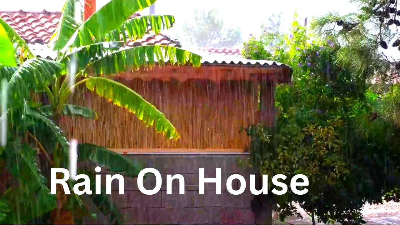 Relaxing view of Raindrops Falling on the Leaves of Plants in forest to get to Sleep more Easily.